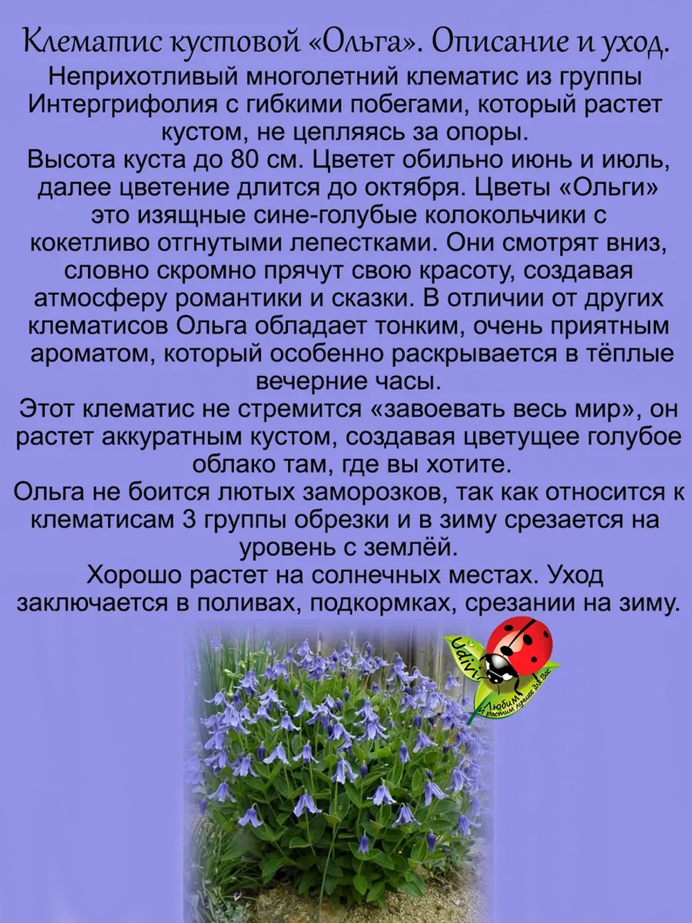 Клематис Ольга кустовой