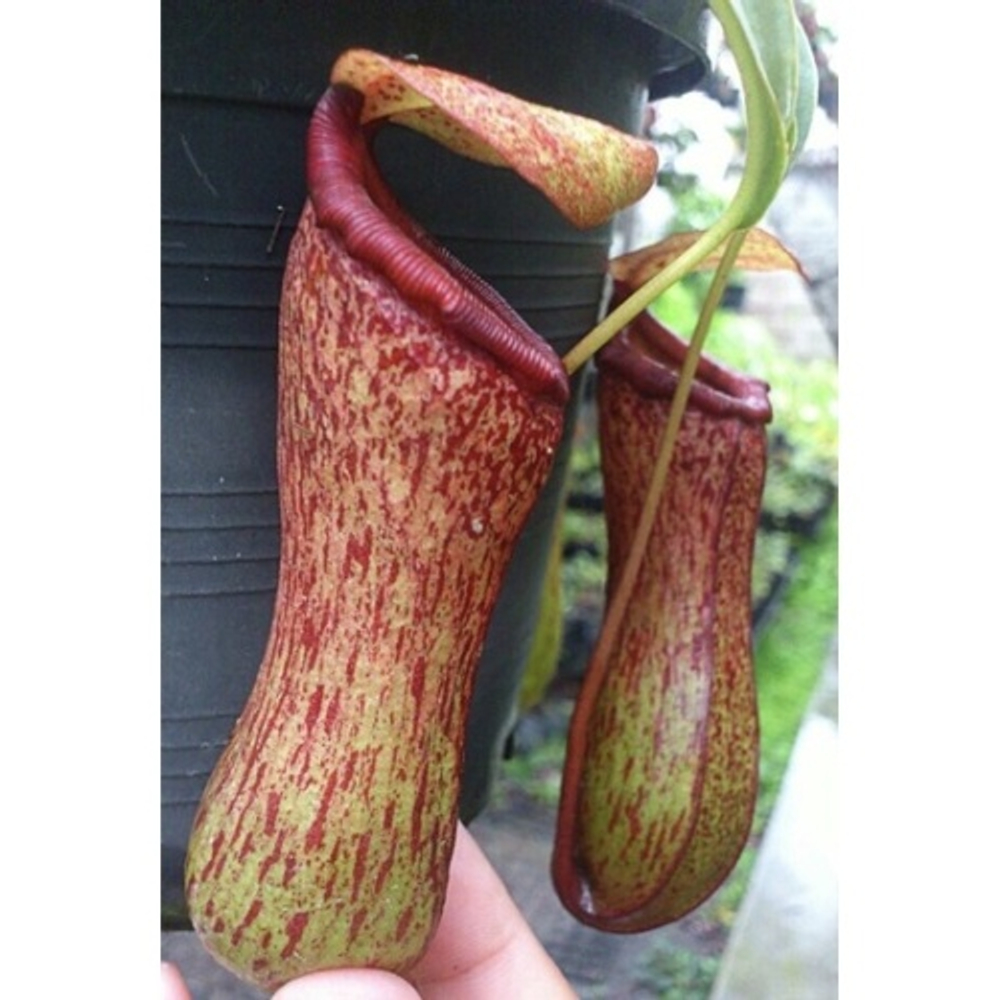 Непентес Truncata растение