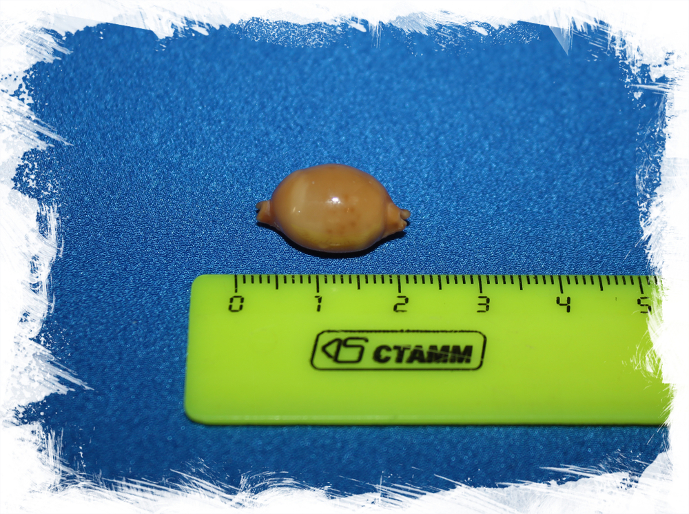 Ципрея глобулус (Pustularia globulus)