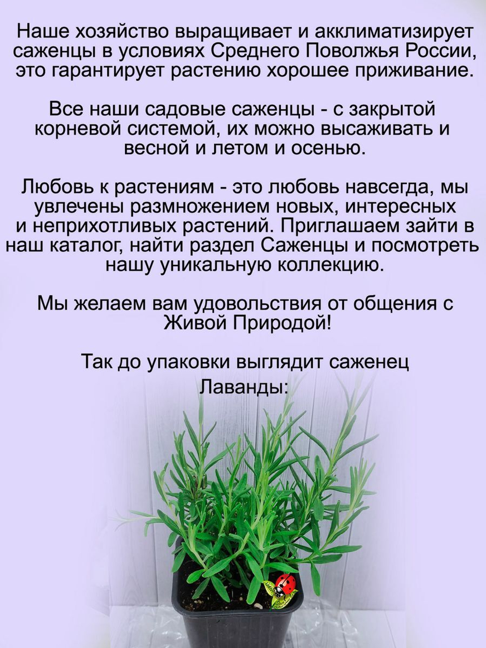 Лаванда Элеганс Айс белая с голубизной  многолетняя
