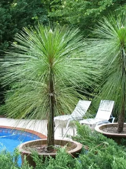 Семена Сосна болотная (Pinus palustris) " GA" 1 гр