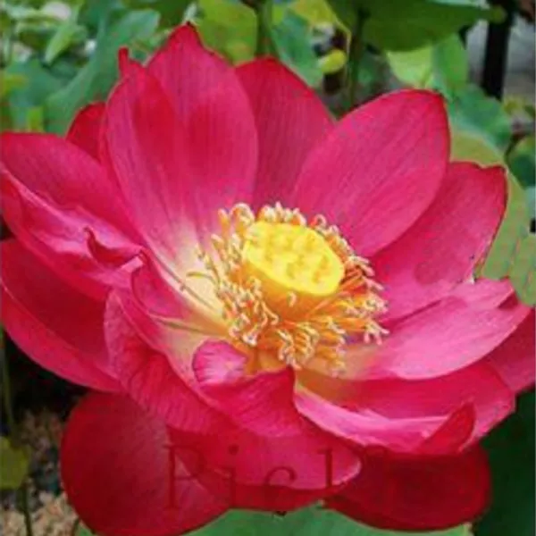 Лотос орехоносный Nelumbo Nucifera Red 2