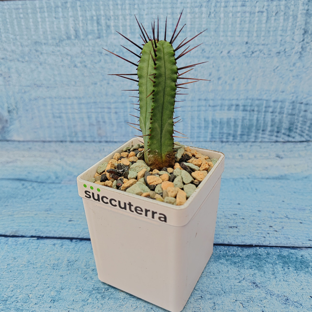 Euphorbia Pentagona (Эуфорбия)