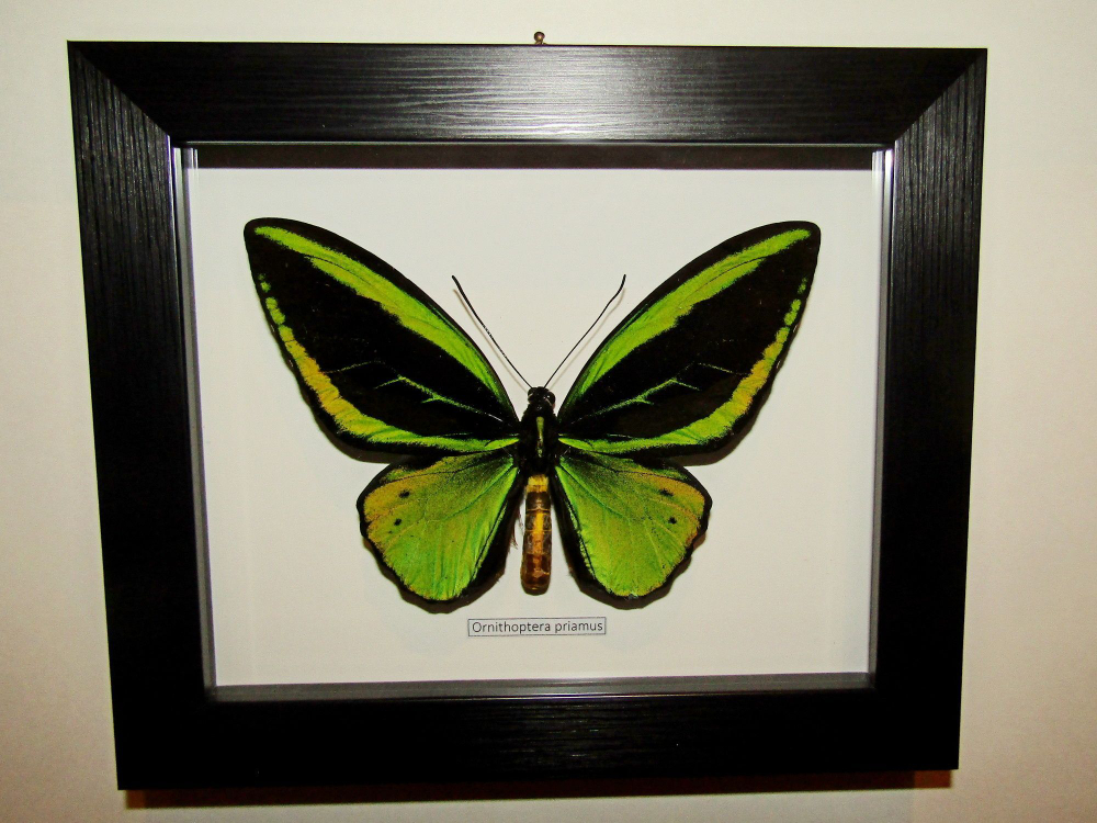 Бабочка Ornithoptera priamus