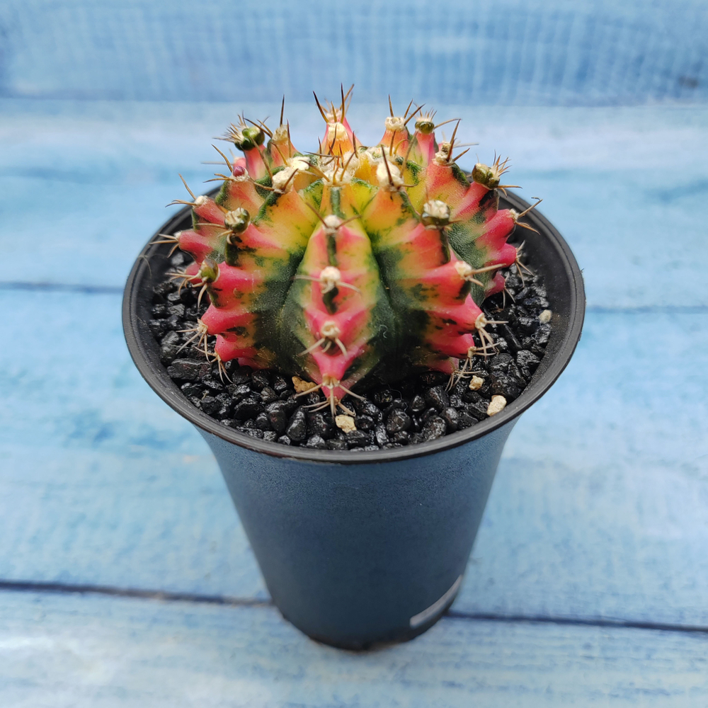 Gymnocalycium Variegata (Гимнокалициум Вариегатный)