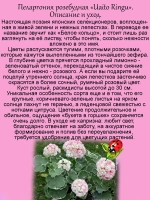 Пеларгония Уаито Рингу вариегатная розебудная