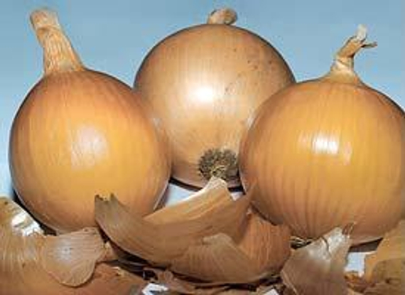 Банко семена лука репчатого (Syngenta / Сингента) продукт – фото 2