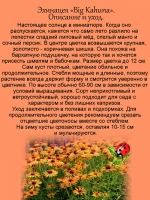 Эхинацея Биг Кахуна крупная