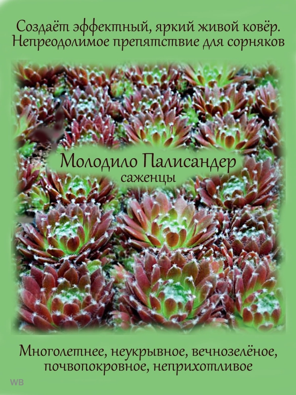 Молодило красное Палисандер каменная роза суккулент