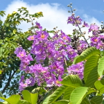 Лагерстремия обильноцветущая – Lagerstroemia floribunda (29)