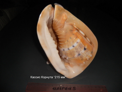 Кассис Корнута 100-120-150 мм