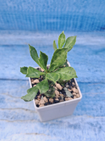 Monadenium Stapelioides (Монадемиум)