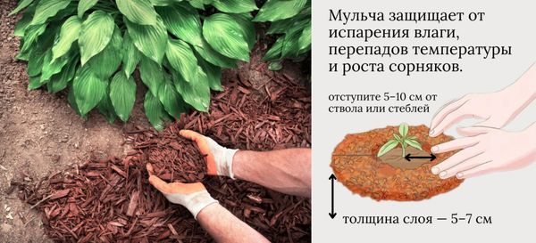Мульчирование приствольных кругов осенью: готовим сад к зиме правильно Мульчирование приствольных кругов осенью: готовим сад к зиме правильно