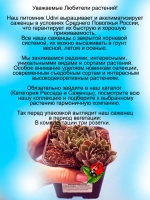 Молодило Салатово-розовое каменная роза