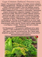 Седум Петушиный гребень Кристатум очиток