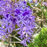 Петрея вьющаяся – Petrea volubilis (42)