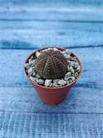 Суккулент Euphorbia Obesa (Эуфорбия)