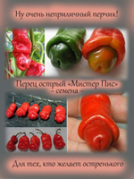 Перец Мистер Пис, Чилли Вилли Petr Pepper