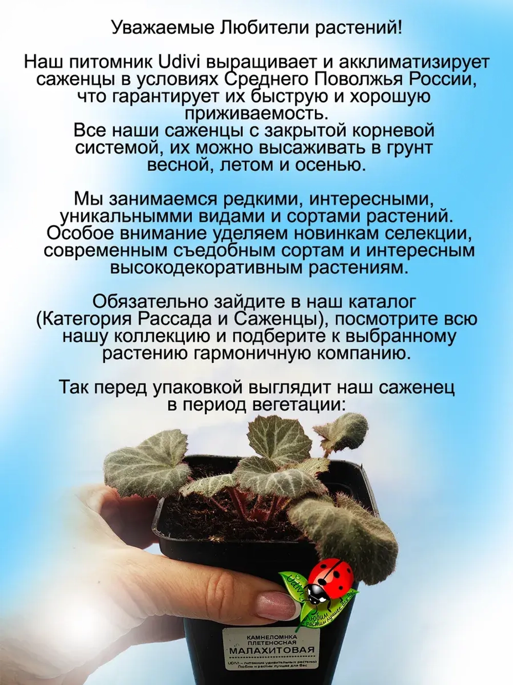 Камнеломка плетеносная Малахитовая