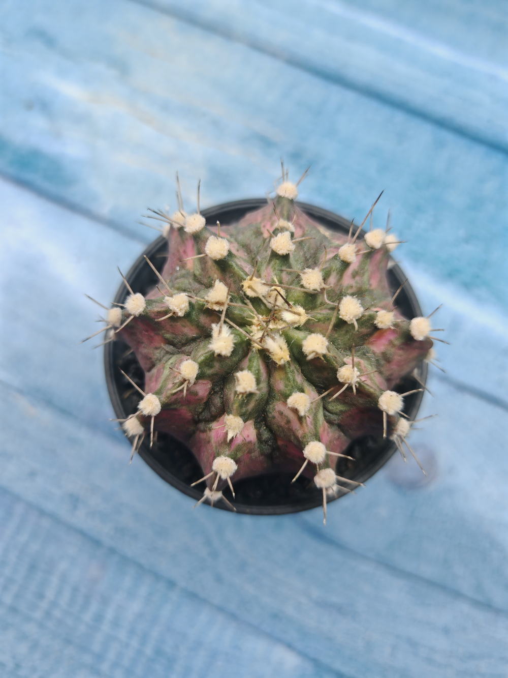 Gymnocalycium T-Rex Pink hybride (Гимнокалициум T-rex)