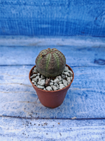 Euphorbia Obesa (Эуфорбия)