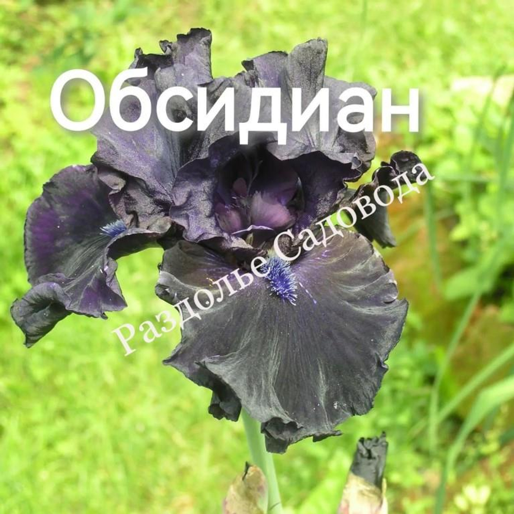 Ирис бородатый Обсидиан