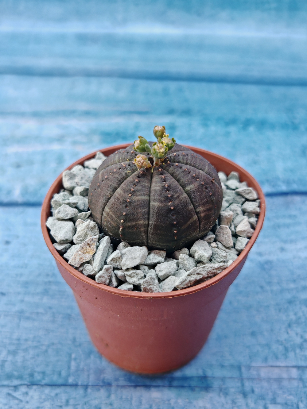 Суккулент Euphorbia Obesa (Эуфорбия)