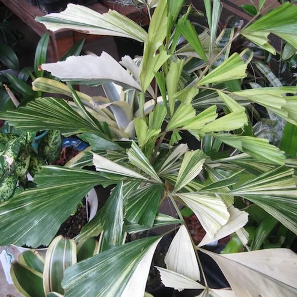 Кариота нежная вариегатная (Caryota mitis) семена 1 шт