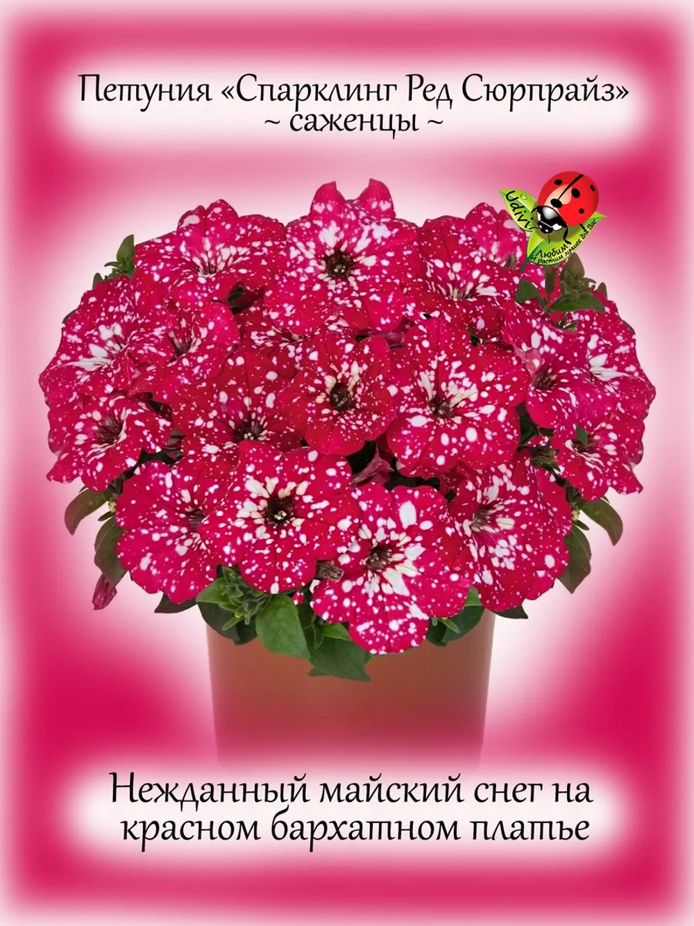 Петуния Спарклинг Ред Сюрпрайз