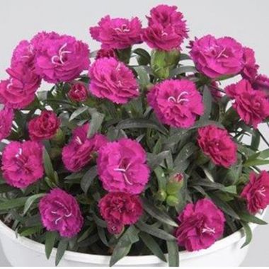 1621 Гвоздика ROSELLY PURPLE (ОСЕНЬ 2025)