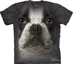 French Bulldog Face
