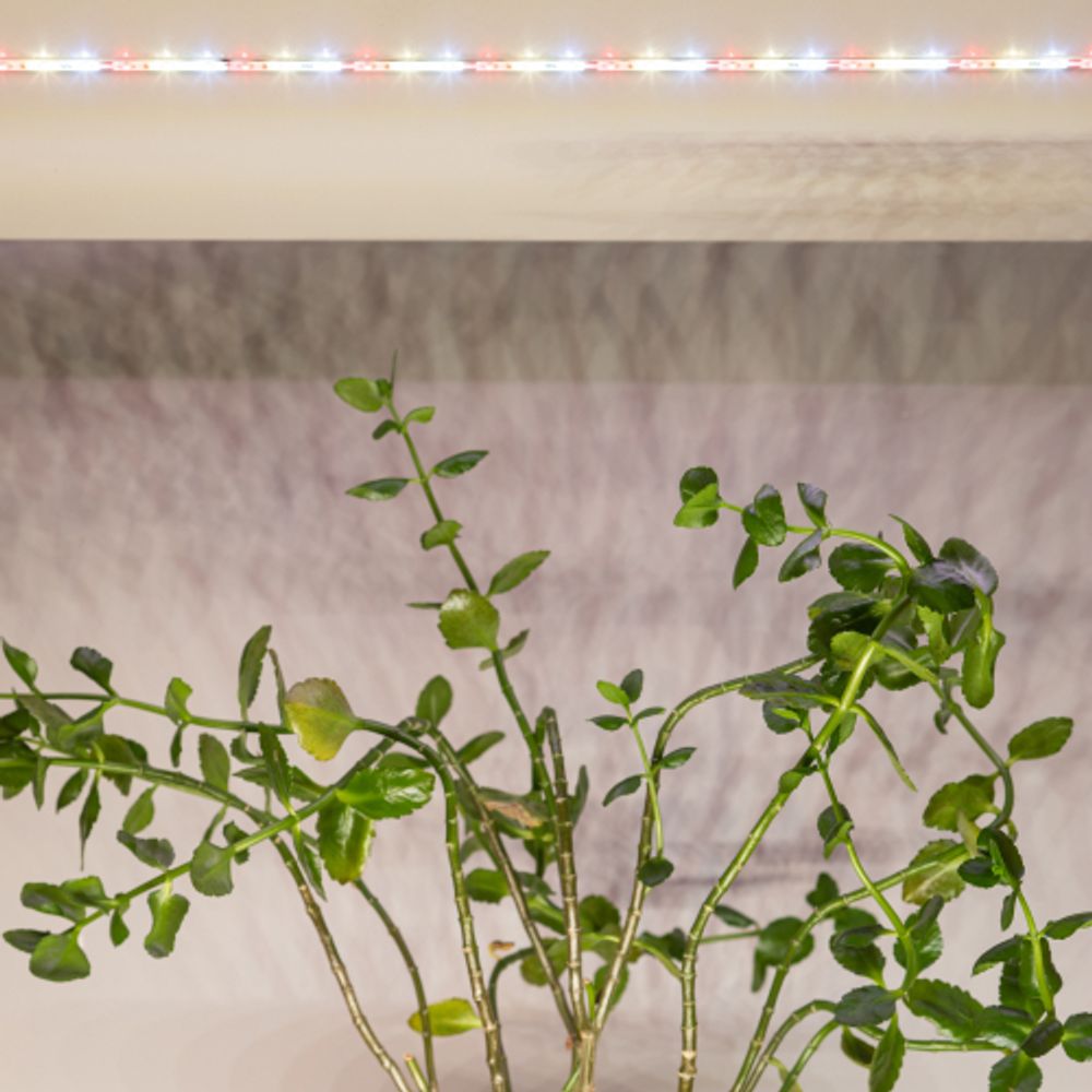 Светодиодная лента для растений ЭРА FITO-Strip Light-Rа90-3m полного спектра 3м IP65 с адаптером 12V | Светодиодные ленты для растений