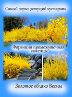 Форзиция промежуточная кустарник многолетний