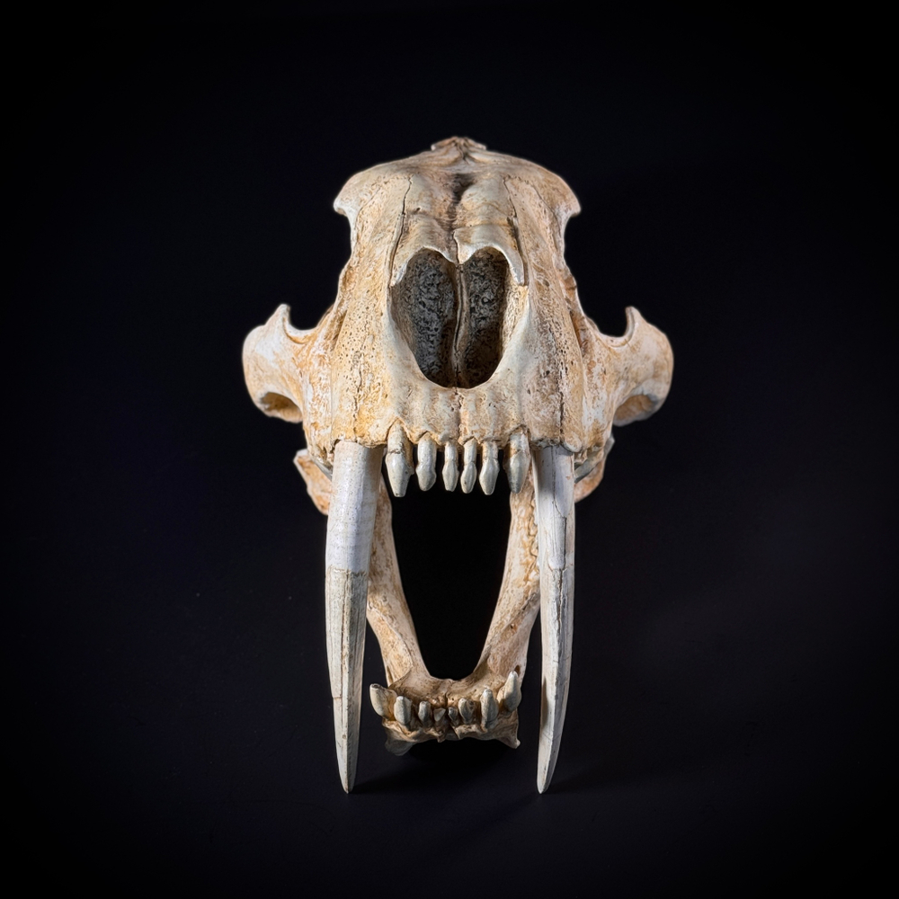 Smilodon