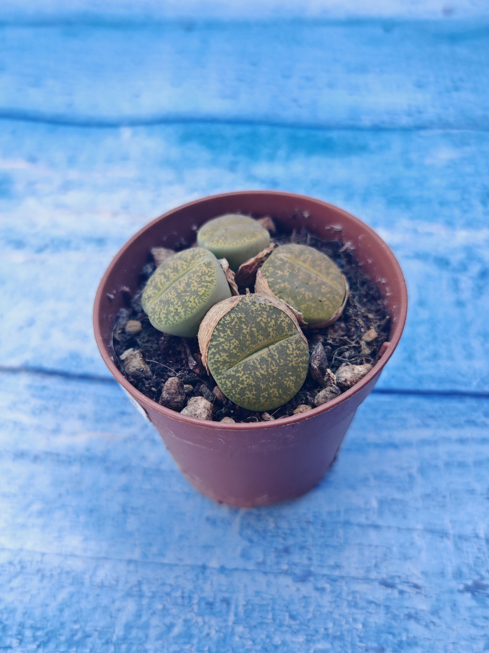 Lithops sp. (Литопсы)