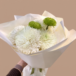 Пышные белые и акцентные зеленые хризантемы Alba Verde