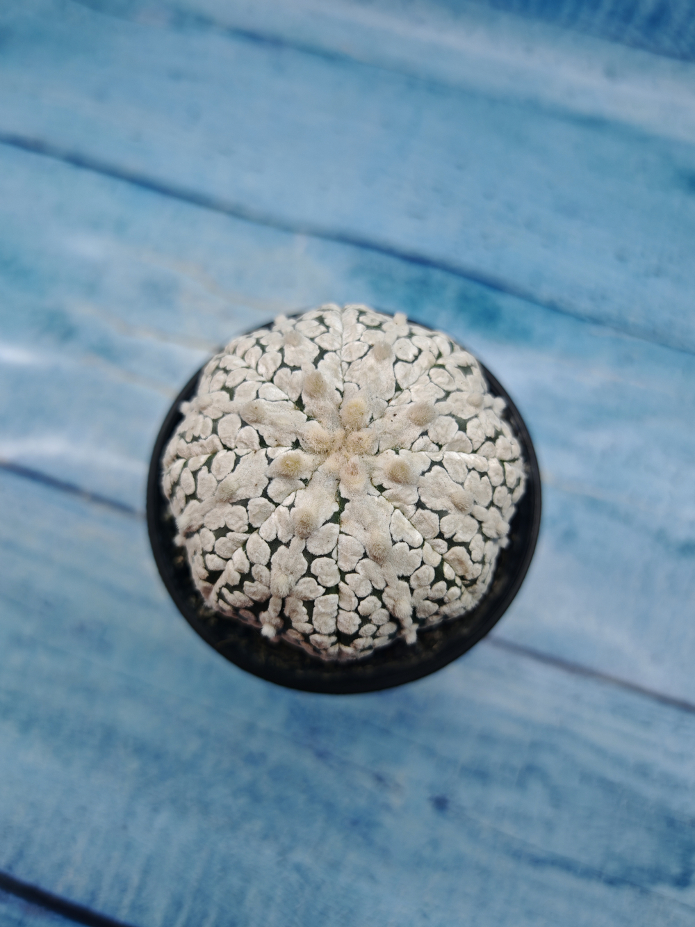 Astrophytum Asterias (Астрофитум)