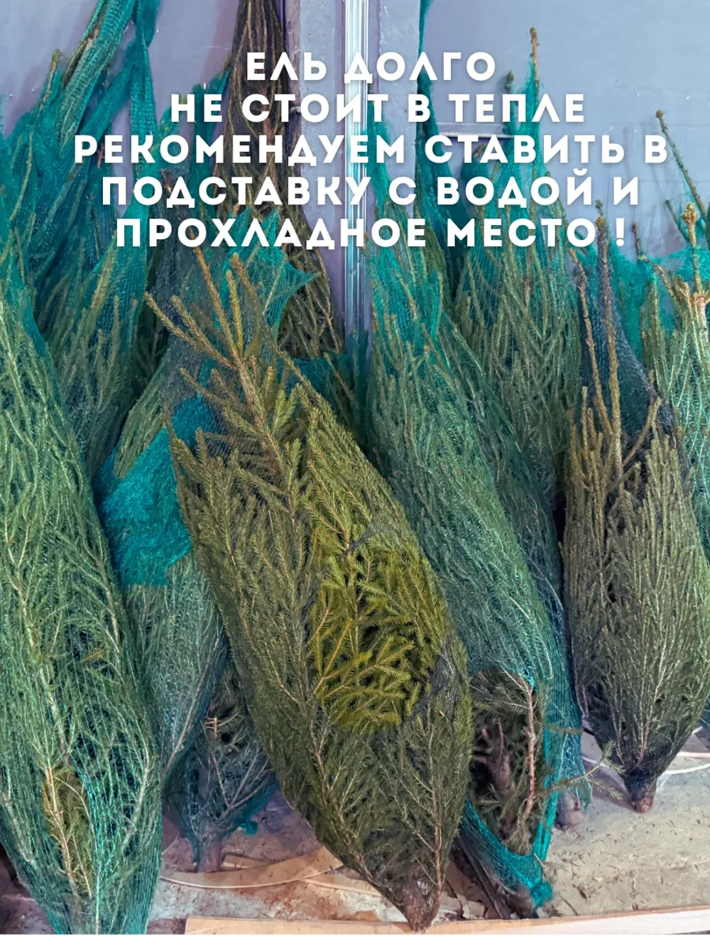 Ель новогодняя живая срубленая