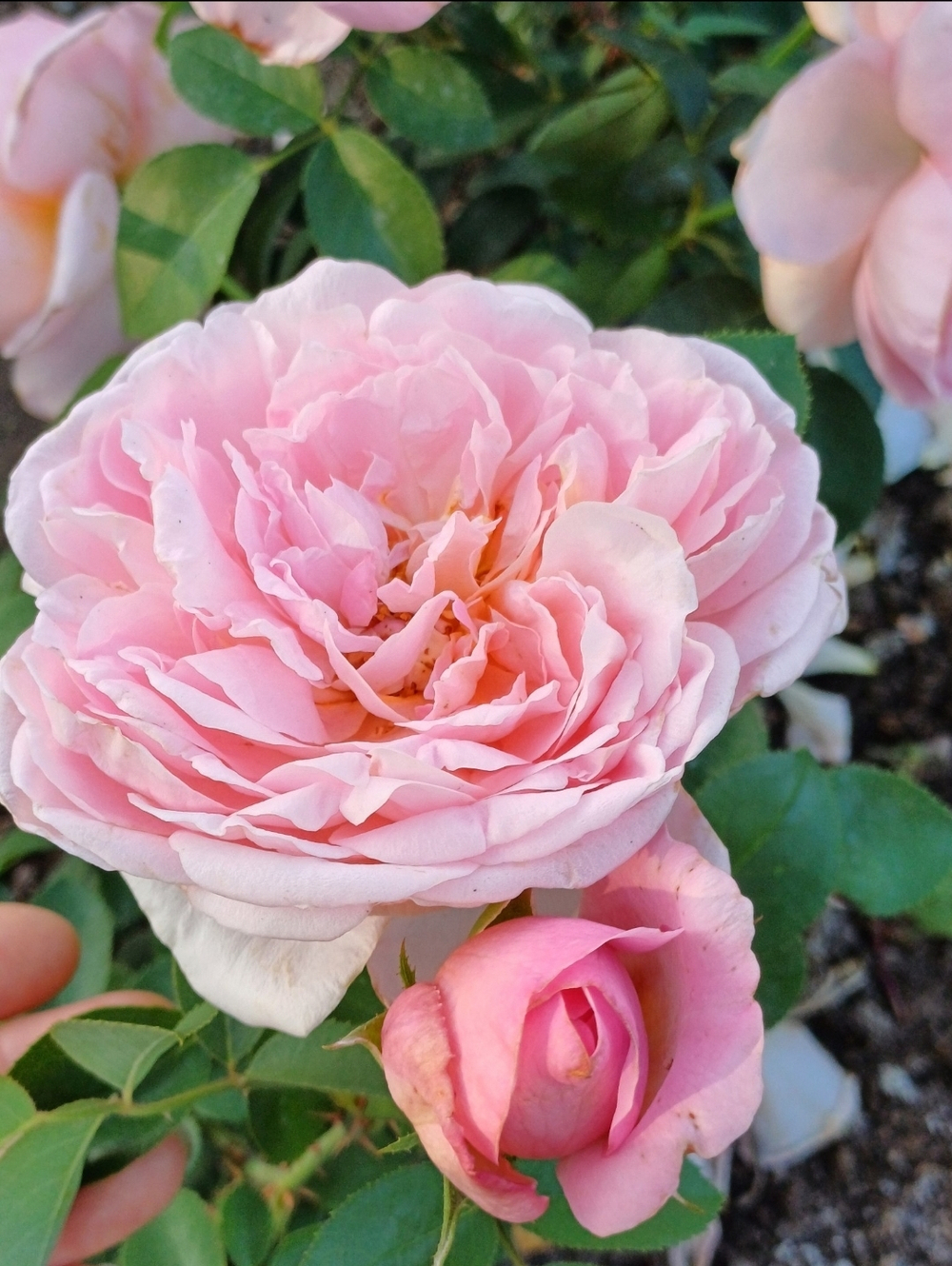 Роза Сувенир де Луи Амад Rosa Souvenir de Louis Amade