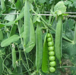 Горох Преладо (Syngenta / Сингента) 10гр.
