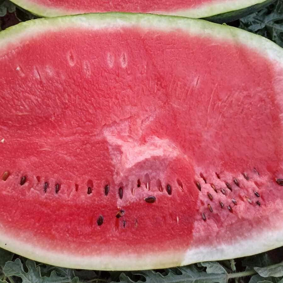 Мелания F1 семена арбуза (Seminis / Семинис) продукт – фото 1