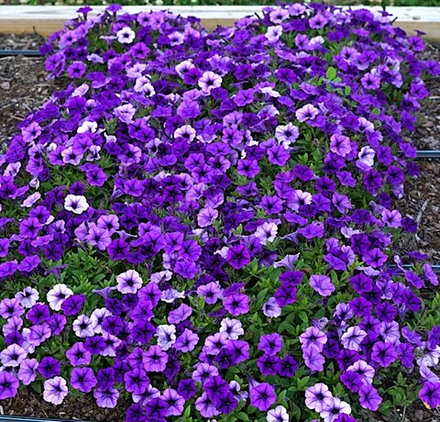 Петуния Petunia Mini Vista Indigo ЕВРО укорененный черенок ЯНВАРЬ 27 поставка 12