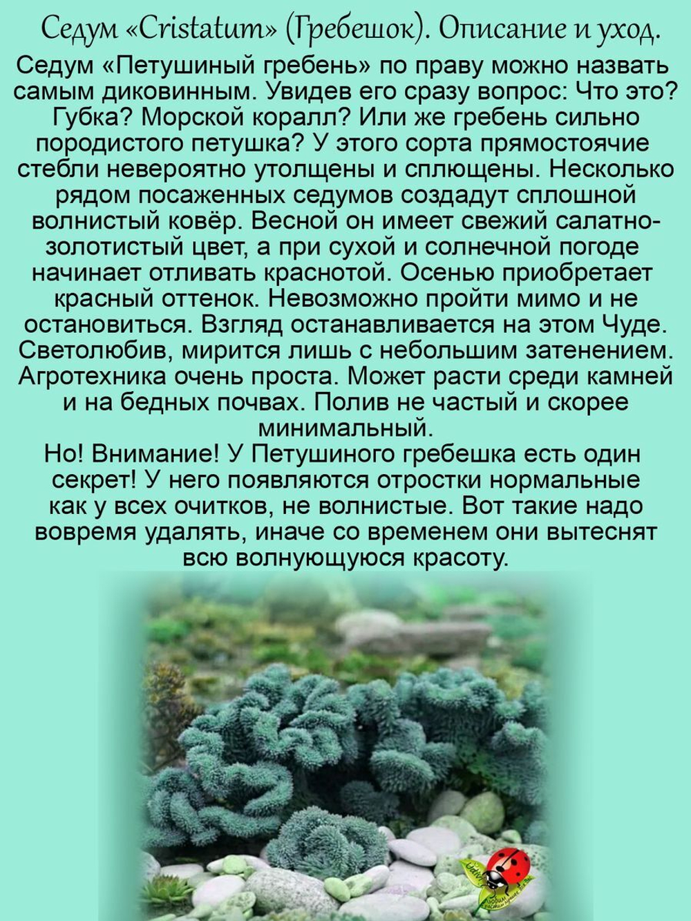 Седум Кристатум Блу очиток