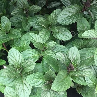 Мята CHOCOLATE MINT