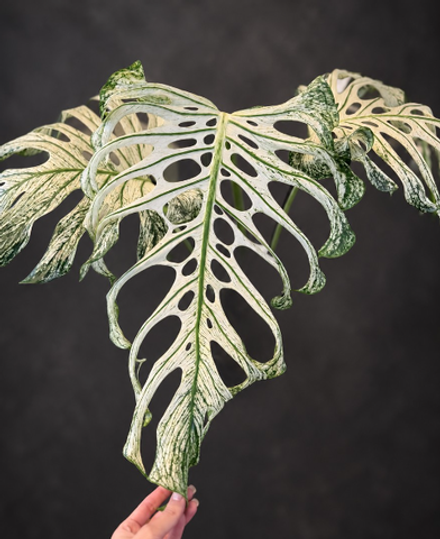 Monstera devil B