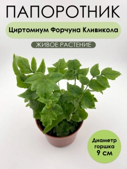 Циртомиум Форчуна Кливикола. Папоротник живой комнатный