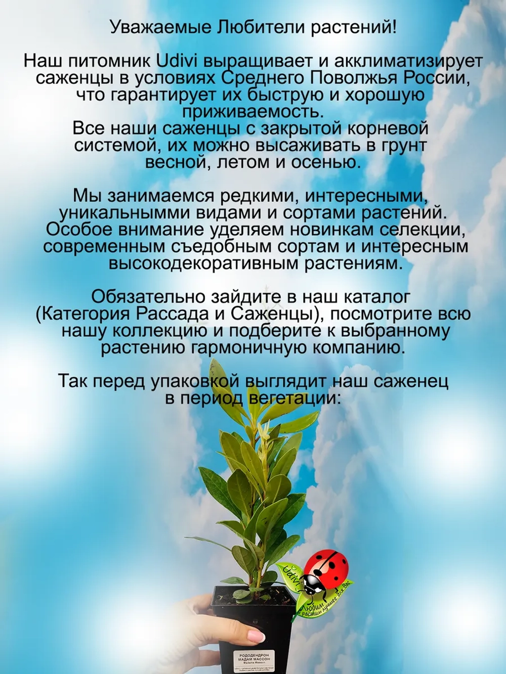 Рододендрон Мадам Массон морозостойкий