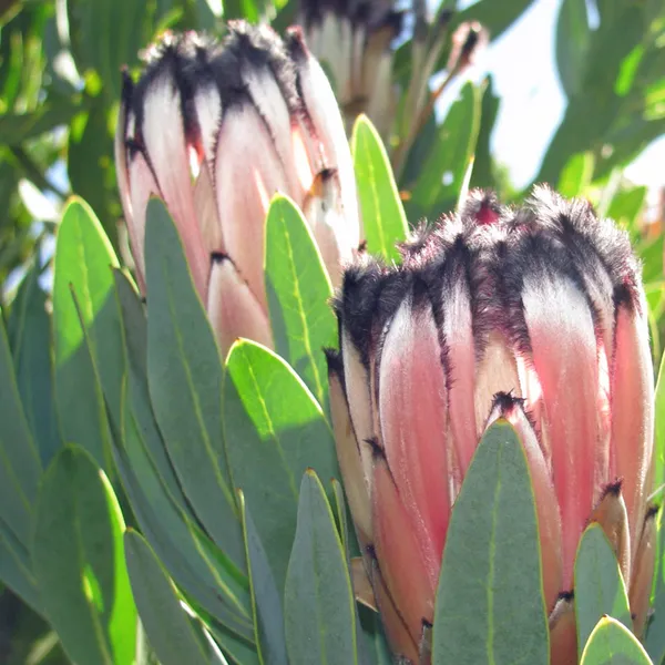 Протея Protea Laurifolia семена 2 шт