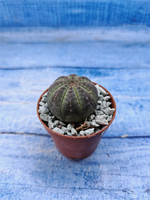 Euphorbia Obesa (Эуфорбия)